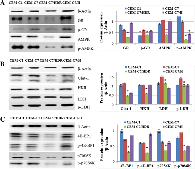 A novel method to establish glucocorticoid resistant acute ...