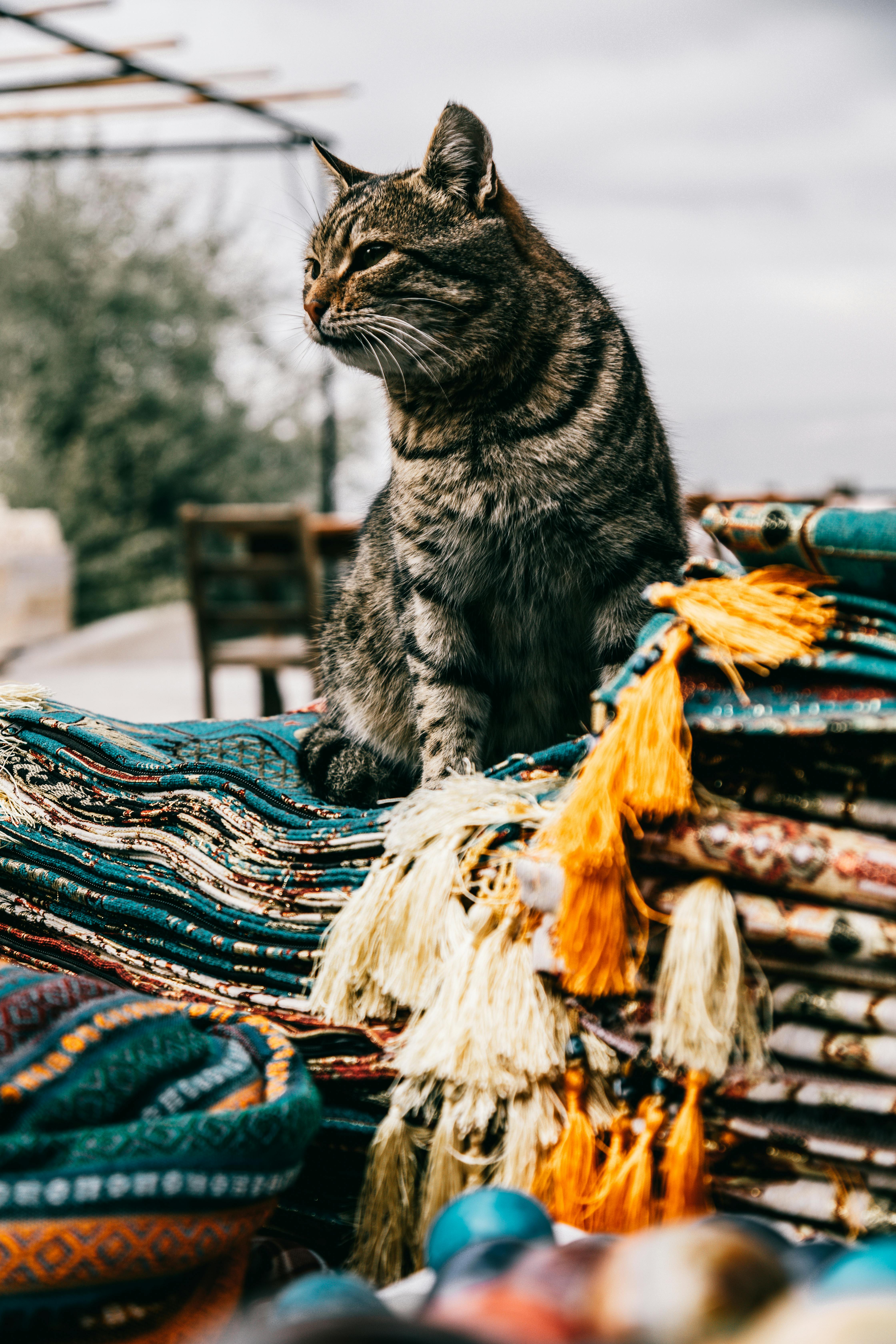 cute cat sitting on pile of carpets